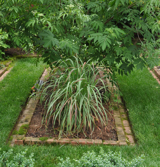 Herb Lemongrass in Landscape